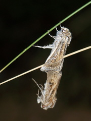 Agrotis graslini