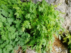 Corydalis nobilis