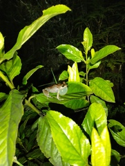 Hispaniolan Montane Frog photo 5