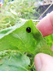 Harmonia axyridis