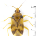 Cimicoidea - Photo (c) Claas Damken, some rights reserved (CC BY-SA), uploaded by Claas Damken