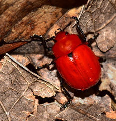 Leptinotarsa rubiginosa