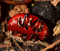 Leptinotarsa rubiginosa