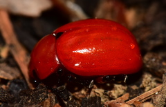 Leptinotarsa rubiginosa