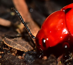 Leptinotarsa rubiginosa