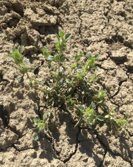 Acanthomintha obovata