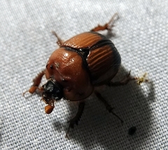 Bolbocerosoma bruneri