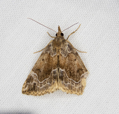 Hypena abalienalis