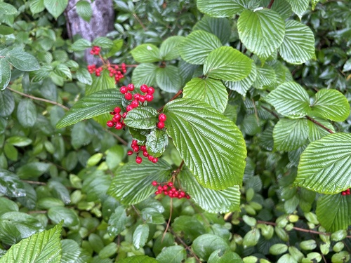 Image of Viburnum wrightii by (c) Branson Khounvichith, some rights reserved (CC BY-SA)