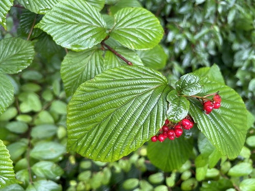 Image of Viburnum wrightii by (c) Branson Khounvichith, some rights reserved (CC BY-SA)