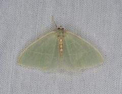 Nemoria glaucomarginaria