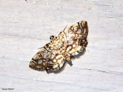 Lygropia rivulalis