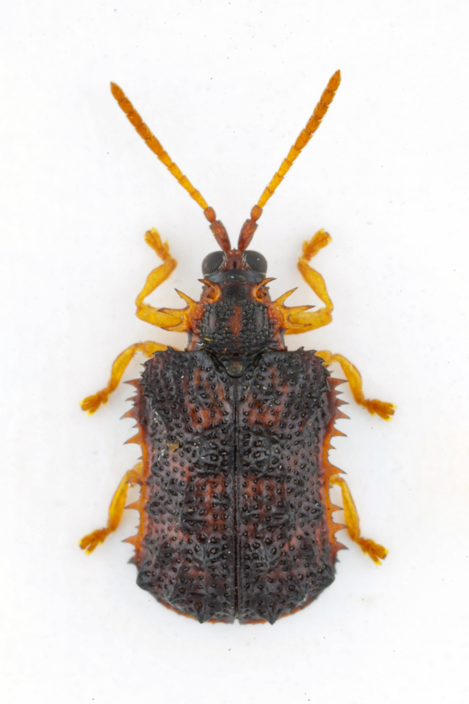Dactylispa taiwana