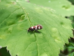 Micropterix aureatella