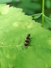Micropterix aureatella