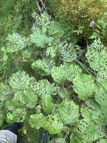 Image of Alnus hirsuta by (c) Tatyana Petrenko, some rights reserved (CC BY)
