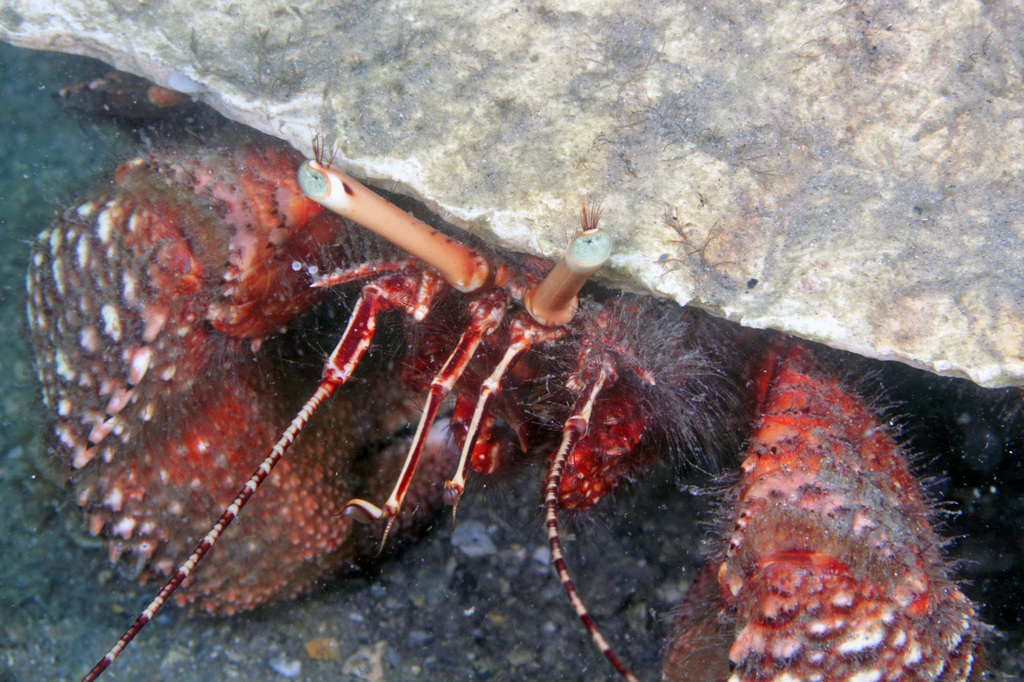 Giant Hermit Crab