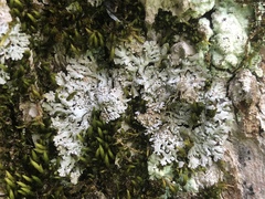 Physconia subpallida