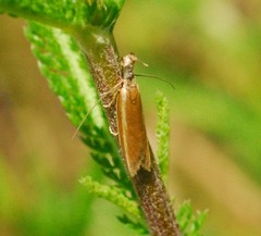 Pleurota