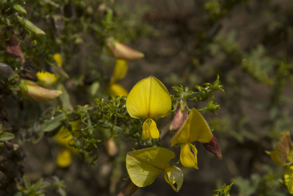 Crotalaria paniculata (Crotalaria paniculata)