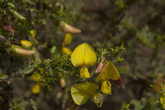 Crotalaria paniculata