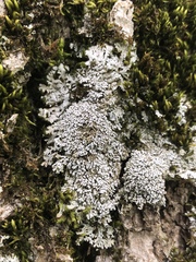 Physconia subpallida