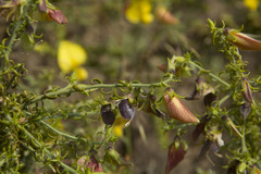 Crotalaria paniculata