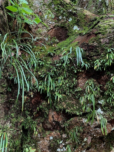Haplopteris ensiformis iNat (3)