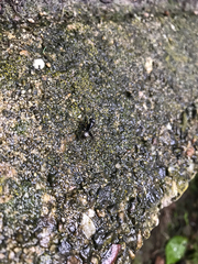 Camponotus pennsylvanicus