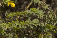 Crotalaria paniculata