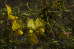 Crotalaria paniculata