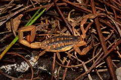 Centruroides ornatus
