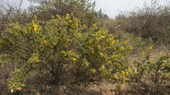 Crotalaria paniculata
