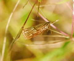 Chrysocrambus linetella