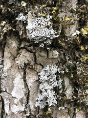 Physconia subpallida