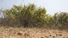 Crotalaria paniculata