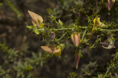 Crotalaria paniculata