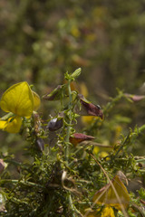 Crotalaria paniculata