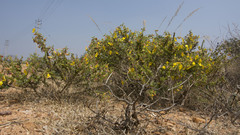 Crotalaria paniculata