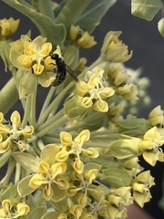 Asclepias erosa