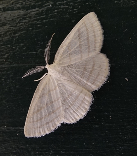 Four-lined Cream Moth photo 2