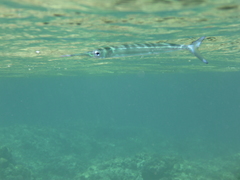 Platybelone argalus
