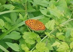 Argynnis laodice