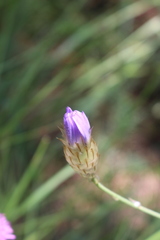 Catananche caerulea