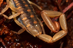 Centruroides ornatus