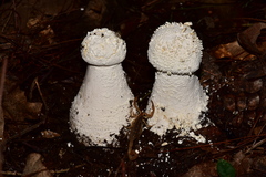 Centruroides ornatus