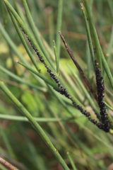 Aphis cytisorum cytisorum