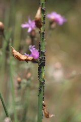 Aphis cytisorum cytisorum
