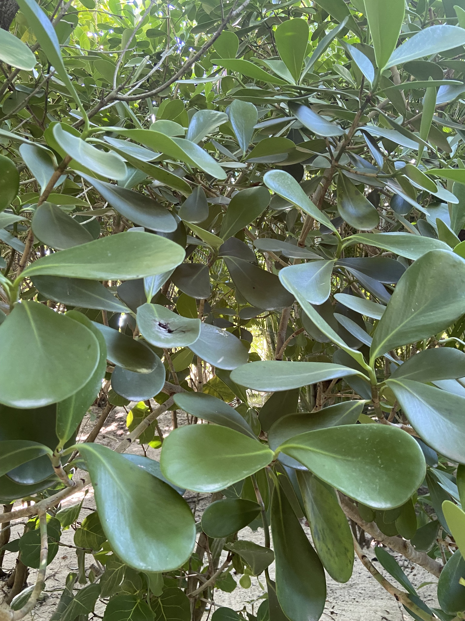 Imagem de Abaneiro