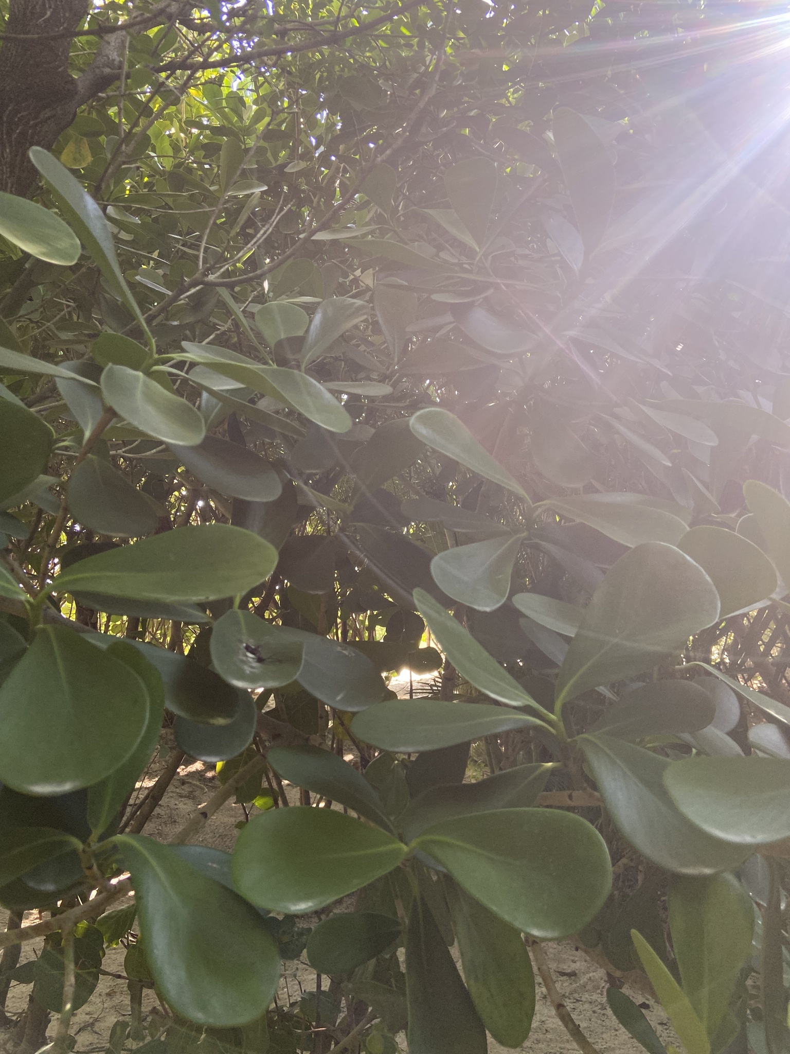 Imagem de Abaneiro